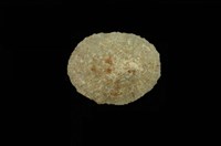 藏品(花笠螺)的圖片